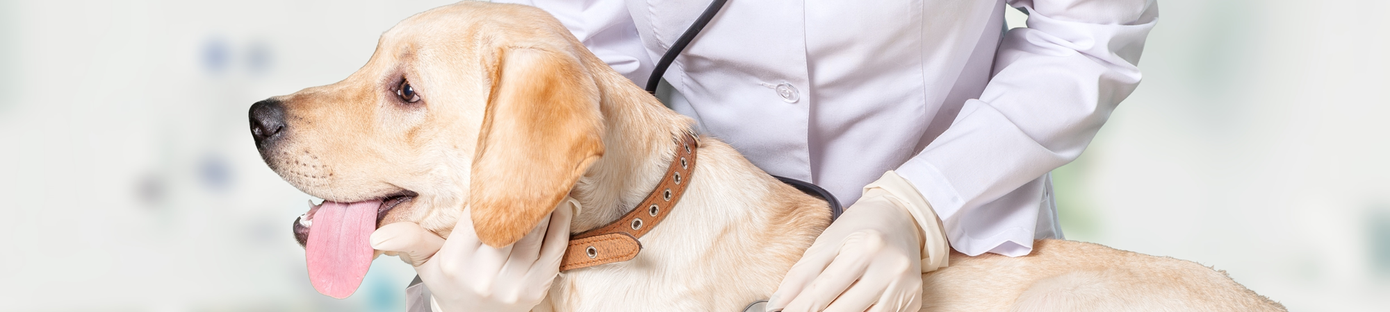 Dog Being Examined