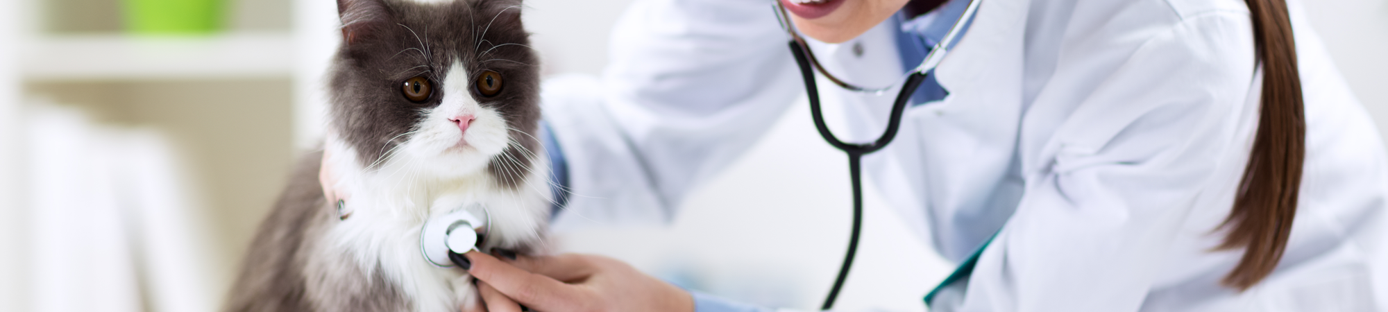 Cat at the Vet