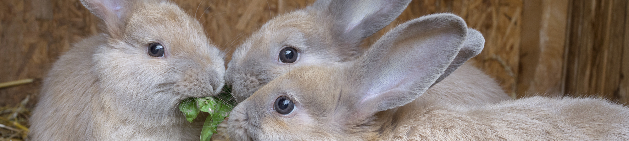Rabbits