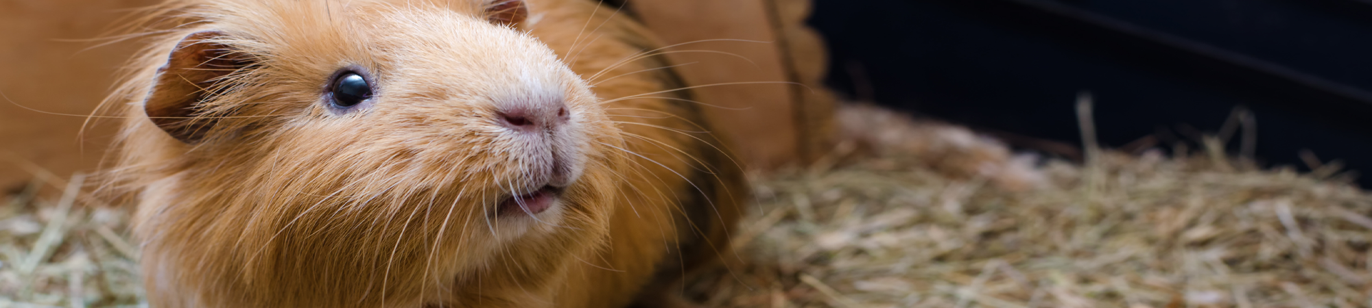 Guinea Pig