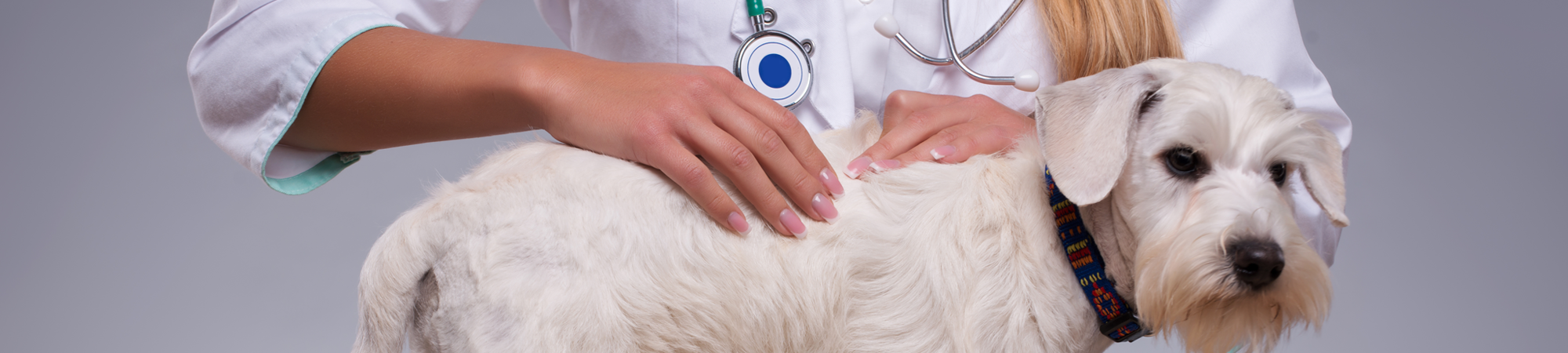 Vet Checking Dog