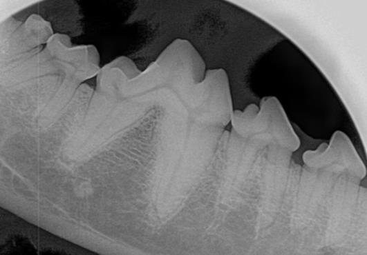 Healthy Canine Teeth 2 Healthy Canine Teeth 2