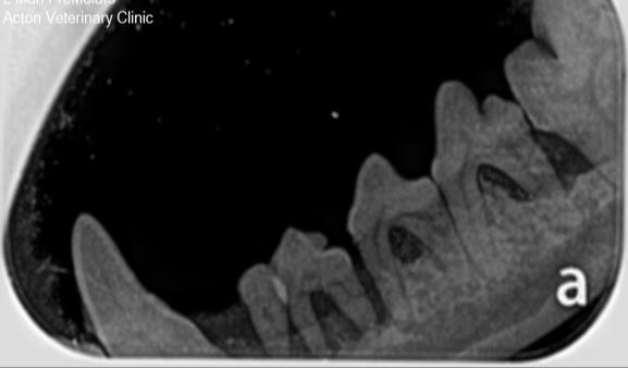 Diseased Canine Teeth 2 Diseased Canine Teeth 2