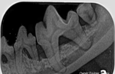 Diseased Canine Teeth 3