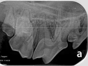 Healthy Canine Teeth 3 Healthy Canine Teeth 3