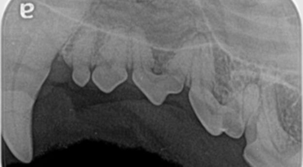 Healthy Canine Teeth 1 Healthy Canine Teeth 1