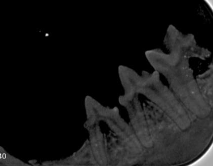 Diseased Feline Teeth 1 Diseased Feline Teeth 1