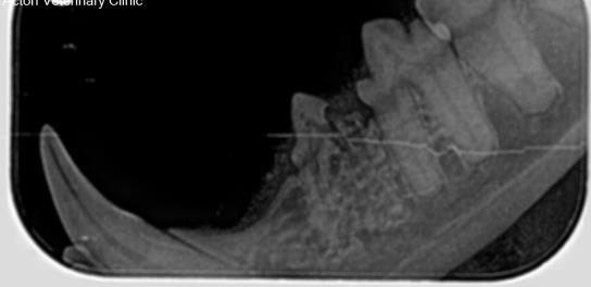 Diseased Feline Teeth 2 Diseased Feline Teeth 2