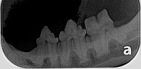 Healthy Feline Teeth 2 Healthy Feline Teeth 2