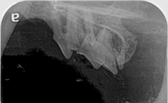 Healthy Feline Teeth 1 Healthy Feline Teeth 1