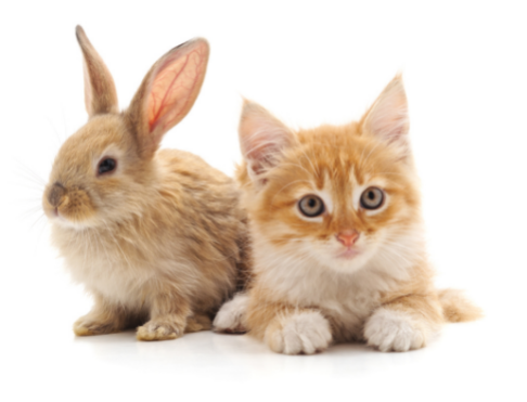 Rabbit Kitten