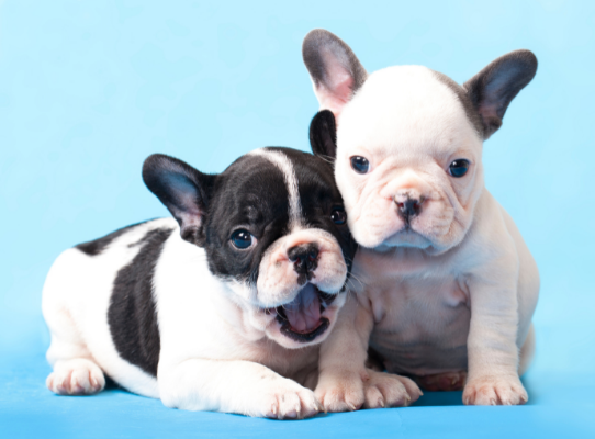 Puppies Puppies