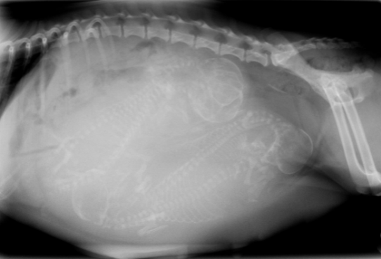 Preg Xray