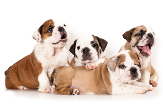 Bulldog Pups